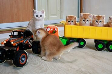 Test Drive from Kittens 🐈🚗 Too Cute