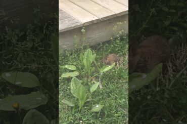 Baby bunny eating grass