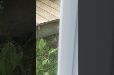 Baby bunny eating grass part 2