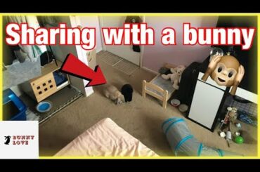 Rabbit Room Tour🐰 |funny|cute|bunny|