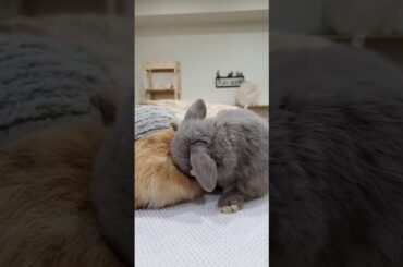 Baby bunny cleaning himself