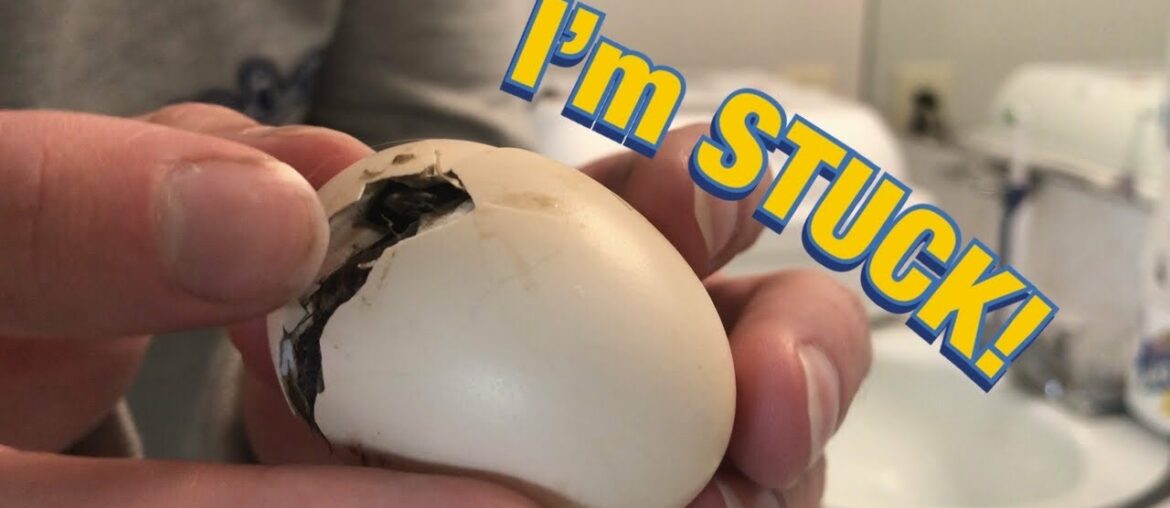 Our Chick got TRAPPED in the EGG! | How to Help a Chick Hatch + Toilet Paper Corona Giveaway!