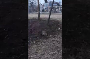 Cute little bunny eating grass!