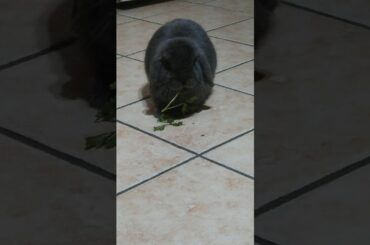 Cute Bunny Eating