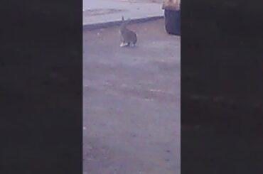 A 🐇 rabbit so cute