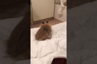 Cute Bunny makes sure the bed is comfy