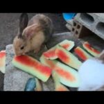 Rabbits eat watermelon | bunny cute eat