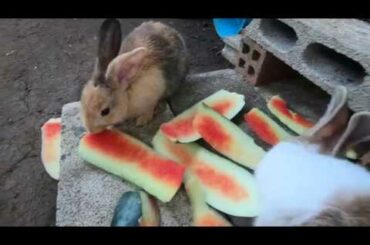 Rabbits eat watermelon | bunny cute eat