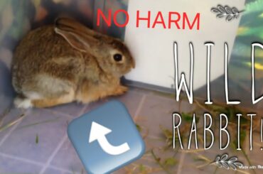 HOW TO CATCH AND HOLD A WILD RABBIT | #PeregrineFalconLover