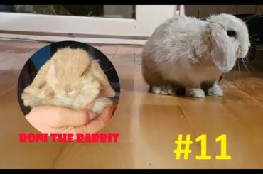 #11 Roni The Rabbit | Bunny | Roni posing some, then adorably cleaning his face!