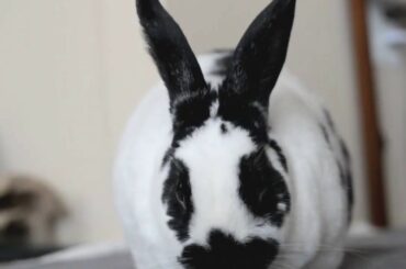 SUPER LOUD RABBIT TOOTH CLICK | HAPPY BUNNY ASMR SOUNDS