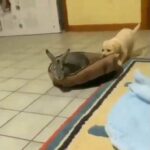 Watch this dog give a bunny a ride