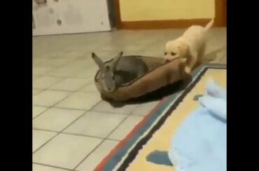 Watch this dog give a bunny a ride