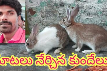 RABBITS ALIKHANKRK  KIDS