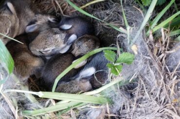 Sleeping cute peaceful wild baby rabbits 귀여운 야생 토끼 아기들 part 2