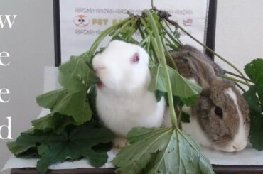 Cute rabbits eating weed  Rabbits Romeo and Juliet
