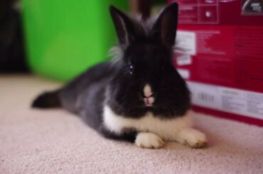 Cute Lionhead Dutch Bunny Lying Down
