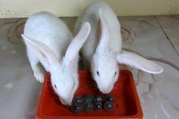 The Cutest Rabbits PoyPoy & PomPom ASMR Longan