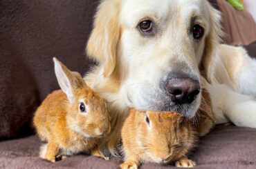 Funny Dog Plays with Rabbits on the Couch