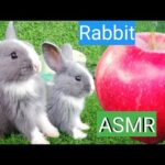 #RabbitJenny Daily Life Rabbit Jenny Today is 77 days old Smart cute cute🐇🐰 HD  720p