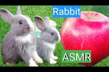 #RabbitJenny Daily Life Rabbit Jenny Today is 77 days old Smart cute cute🐇🐰 HD  720p