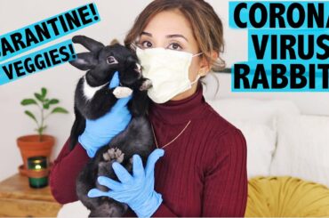 9 TIPS FOR RABBITS & CORONA VIRUS QUARANTINE! (COVID-19)
