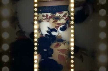 Cute little Rabbits playing with siblings