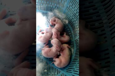 Baby rabbits @ Day 2 are cute But..