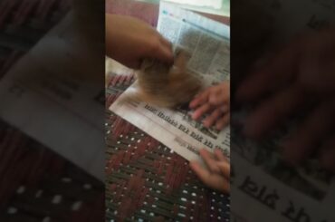 My cute bunny Is drinking milk