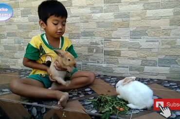 Kelinci Lucu - Kasih Makan Kelinci Lucu || Cute Bunny Videos - เล่นกระต่าย | chơi thỏ