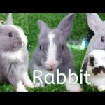 #RabbitJenny Daily Life Rabbit Jenny Today is 78 days old Smart cute cute🐇🐰 HD  720p
