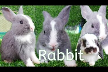 #RabbitJenny Daily Life Rabbit Jenny Today is 78 days old Smart cute cute🐇🐰 HD  720p