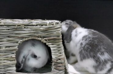 Cute Bunnies X Grass House -ASMR- 🐰 | Holland Lop