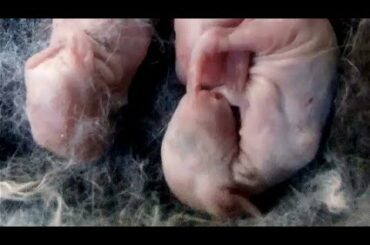 Baby rabbits Born today 5 kits 😍 Blessings