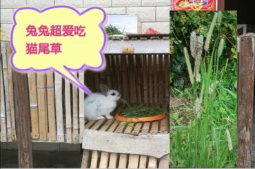 cute baby bunny rabbit eating Timothy grass我家兔兔超爱吃猫尾草、提莫西草