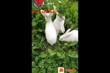 Cute rabbit #so cute animal#so cute pet rabbit, 💞Love status