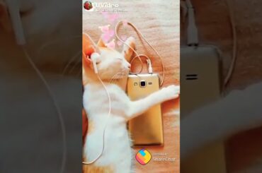 Do cute rabbit 😍💕