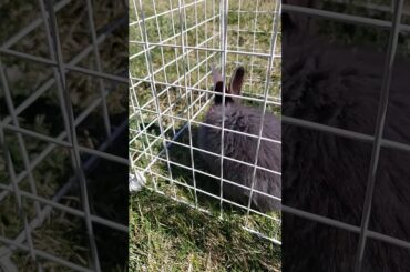 Play time outside with cute baby bunny