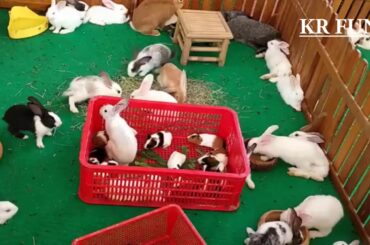 rabbit farming/Rabbit Farming | Cute Baby