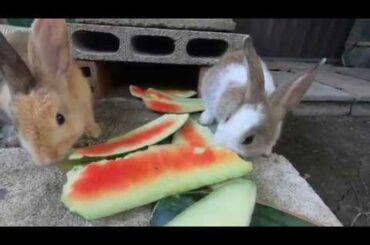 Rabbits cute eat watermelon | ASMR bunny care