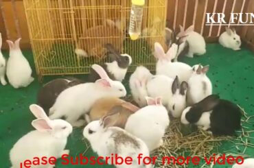 cute rabbit baby by Farming videos