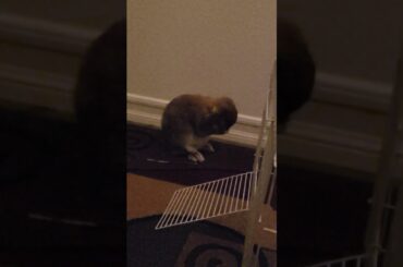 Cute bunny rubbing face. (My first video)