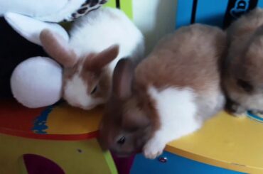 Just a picture with my cute lil baby bunnies💝💖