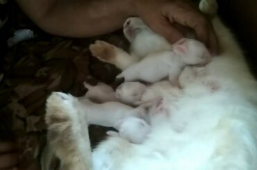 how to Breastfeeding  the rabbit pupys