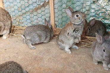 귀여운 아기토끼(rabbit) 7마리. 멋진 공연을 보면 웃음이 납니다.