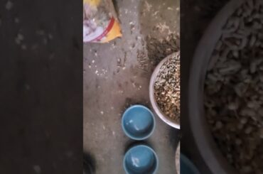 CUTE bunny rabbits eating their Dinner