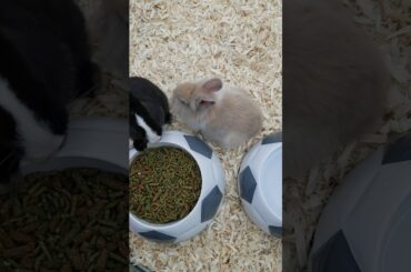 Cutest Bunny Rabbit - 🐰 #Pets