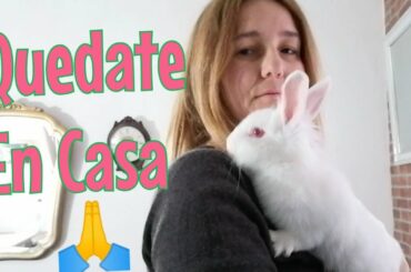 Quedate En Casa, Yo me quedo en Casa, Cute Bunny Eating. 🏠🐇