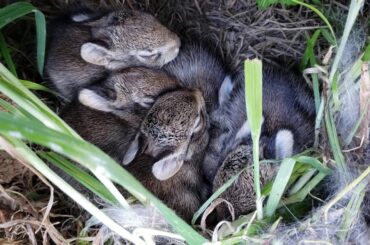 Sleeping cute peaceful wild baby rabbits 귀여운 야생 토끼 아기들 part 3