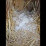 rabbit making nest with fur